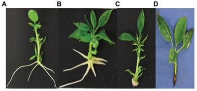 Metabolites Secreted by a Plant-Growth-Promoting Pantoea agglomerans Strain Improved Rooting of Pyrus communis L. cv Dar Gazi Cuttings